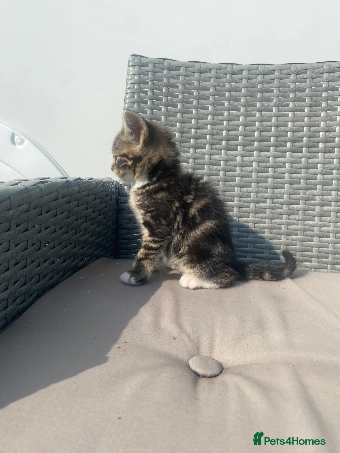 Mixed Breed cats for sale: 6 beautiful kittens in Basildon - Advert 2