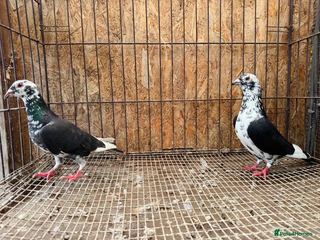 Pigeons birds for sale: TIGER GRIZZLED RACING PIGEONS FOR SALE - Advert 12