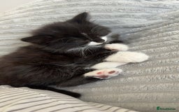 British Longhair cats for sale: Kitten for sale  - Image 4