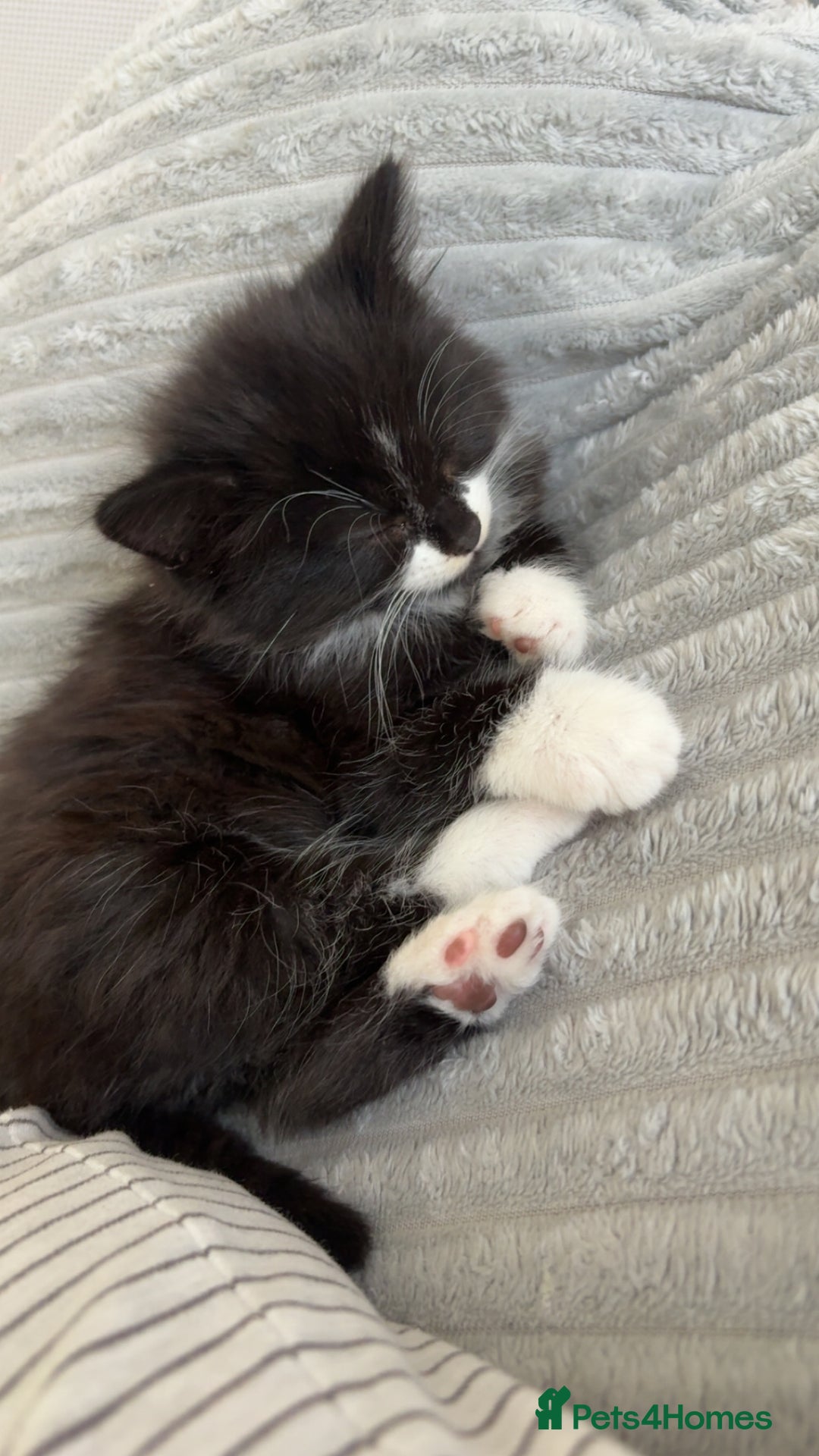 British Longhair cats for sale: Kitten for sale  - Image 4