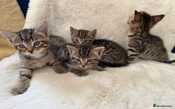 Mixed Breed cats for sale: Kittens ready 15th August  - Image 2