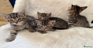 Mixed Breed cats - Advert 9