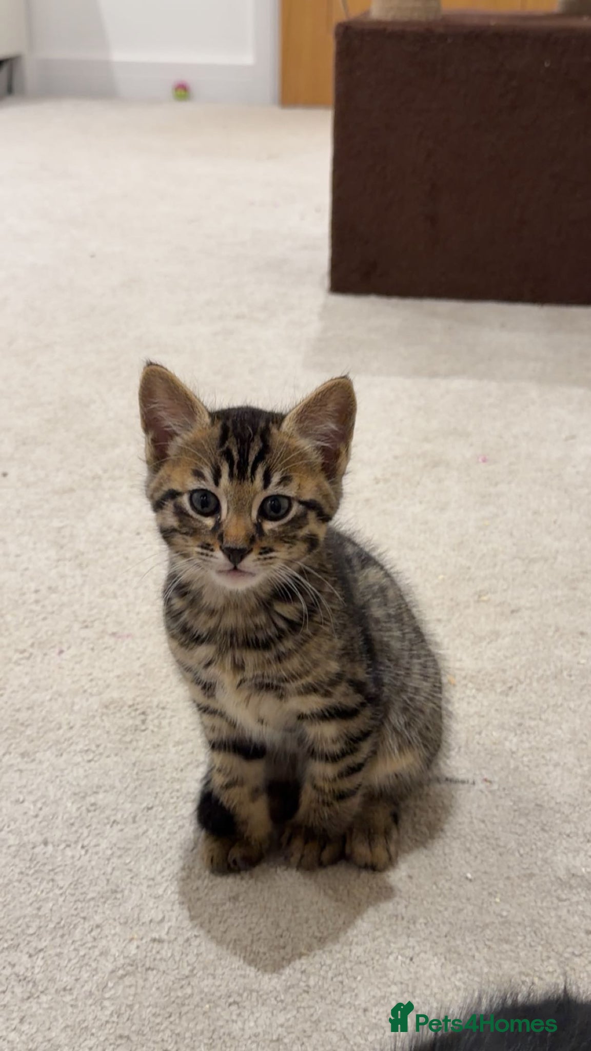 Bengal cats Beautiful Bengal Kittens - Advert 16