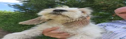 Basset Griffon Vendeen dogs for sale: Griffon grand bassets  - Advert 8