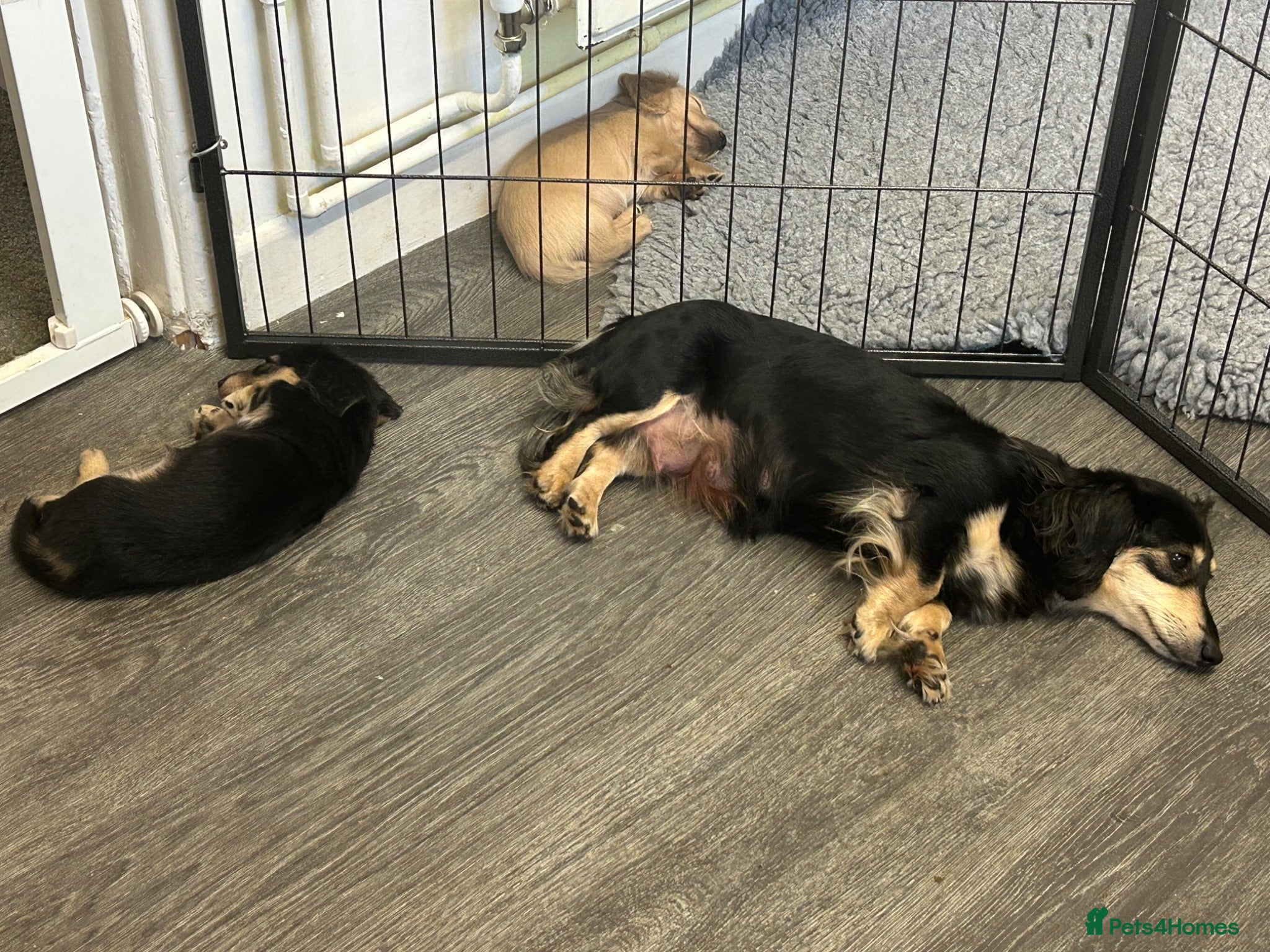 Miniature Dachshund dogs KC miniature dachshunds - Advert 4