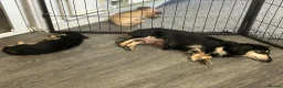 Miniature Dachshund dogs for sale: KC miniature dachshunds - Advert 1