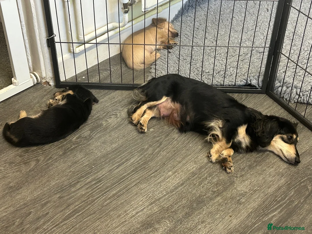 Miniature Dachshund dogs for sale: KC miniature dachshunds - Advert 1