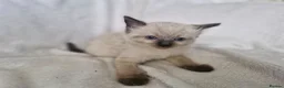 Mixed Breed cats for sale: 2 beautiful half ragdoll kittens  in Brighton - Advert 11