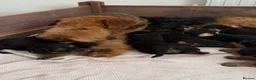Airedale Terrier dogs for sale: 🌟 One Girl Available 🌟  - Advert 18