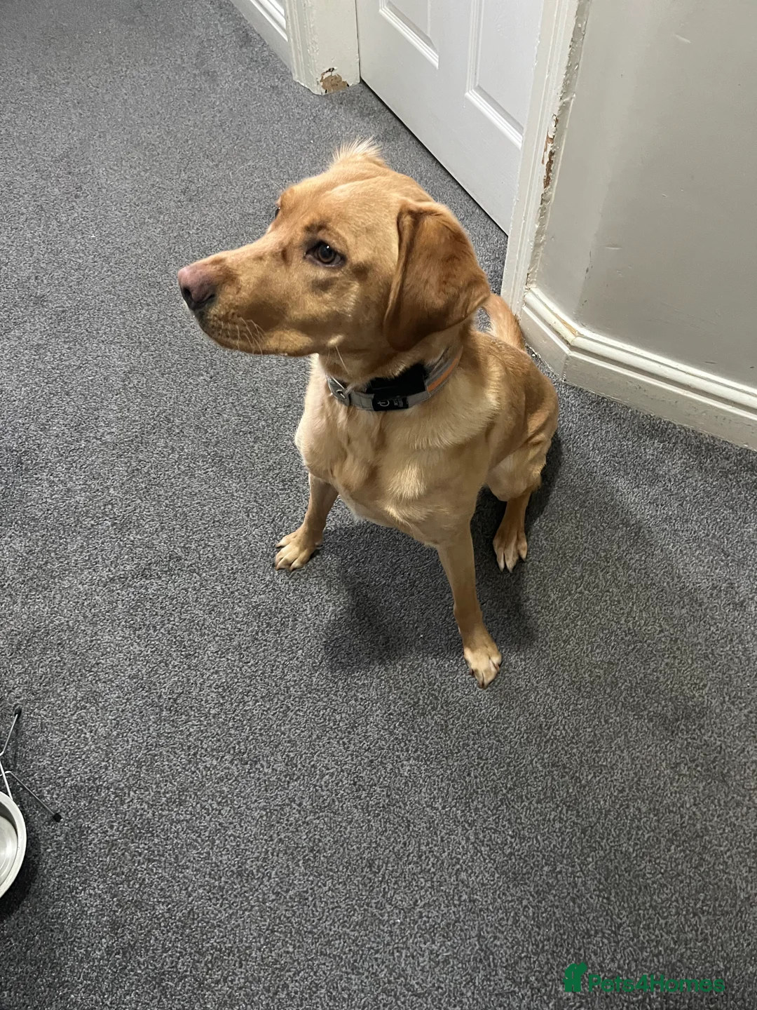 Labrador Retriever dogs for sale: 11 month old female Labrador  - Advert 3