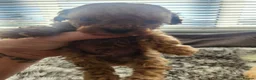 Cavapoo dogs for sale: Cavapoo's with puppy package included - Advert 14