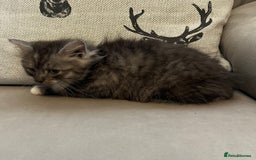 Ragdoll cats for sale: RAGDOLL X SILVER (READY NOW) - Image 5