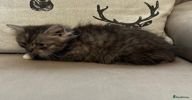 Ragdoll cats - Advert 12