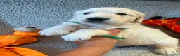 Golden Retriever dogs for sale: Gorgeous pups 2 boys - all tested - Advert 13