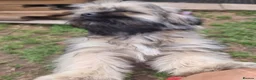 Shih Tzu dogs for sale: Pupies for sold. - Advert 7