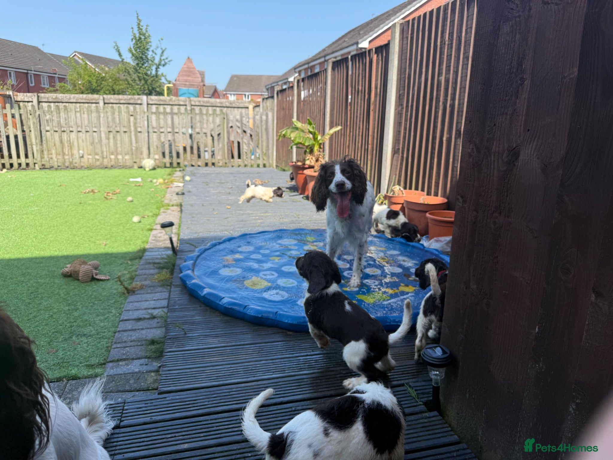 English Springer Spaniel dogs for sale: KC Registered Liver and White ESS Pups  - Advert 4