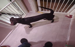 Mixed Breed dogs for sale: Rehome - Image 4