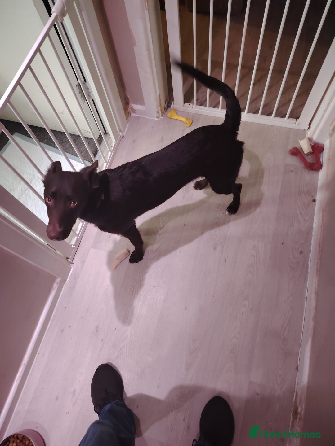 Mixed Breed dogs for sale: Rehome - Image 4