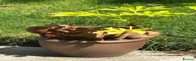 Dachshund Puppy 3