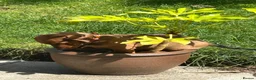 Dachshund dogs for sale: Standard Dadhshunds in Buckingham - Advert 2