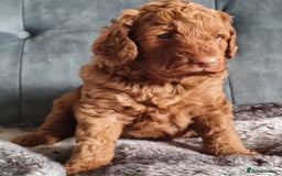 Cockapoo dogs for sale: F1b Cockapoo Puppy Male Red - Image 5