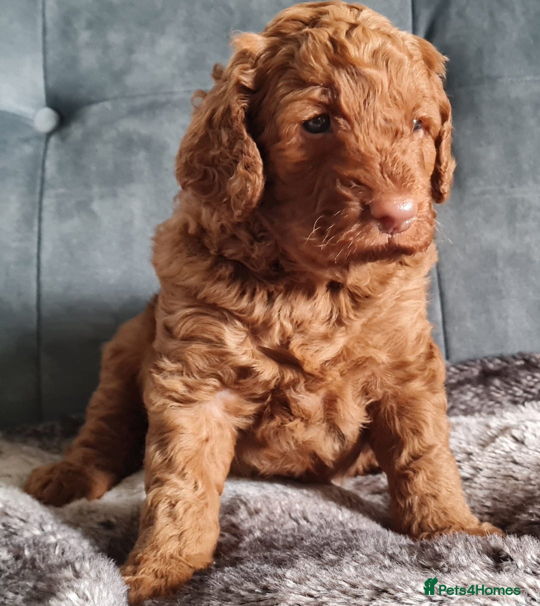 Cockapoo dogs for sale: F1b Cockapoo Puppy Male Red - Image 5