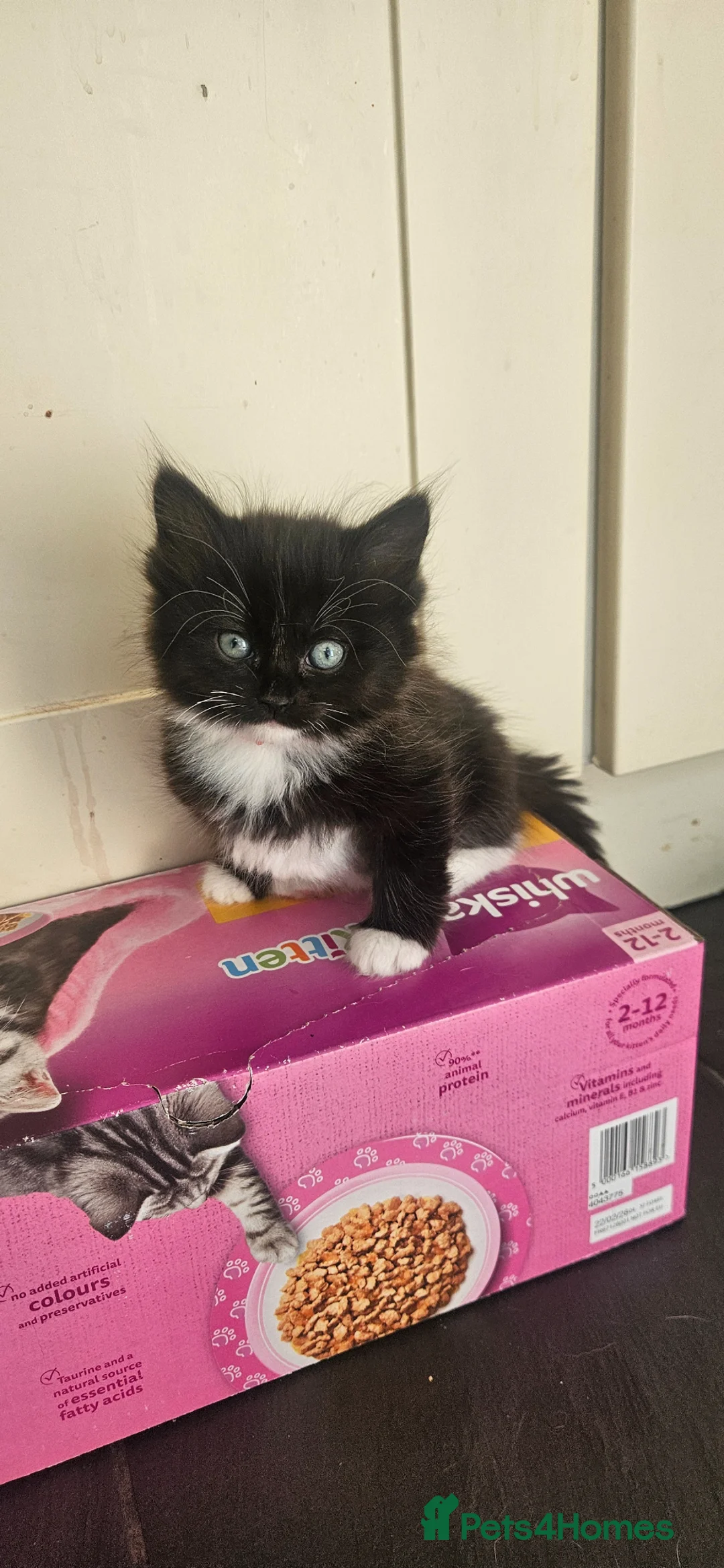 Mixed Breed cats for sale: 2 sets of part ragdoll kittens - Advert 2
