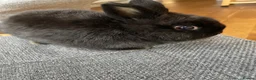 Mixed Breed rabbits for sale: Pure Bred Netherland Dwarf Male Baby Rabbit.  - Advert 2