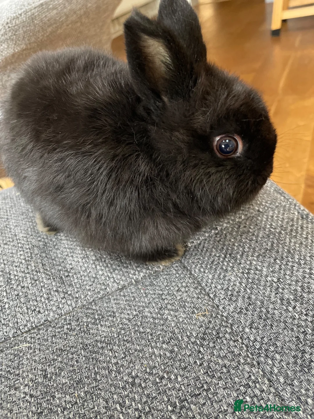Mixed Breed rabbits for sale: Pure Bred Netherland Dwarf Male Baby Rabbit.  - Advert 2