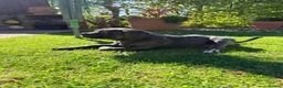 Cane Corso dogs for sale: Cane Corso puppies (1 female left)  - Advert 3