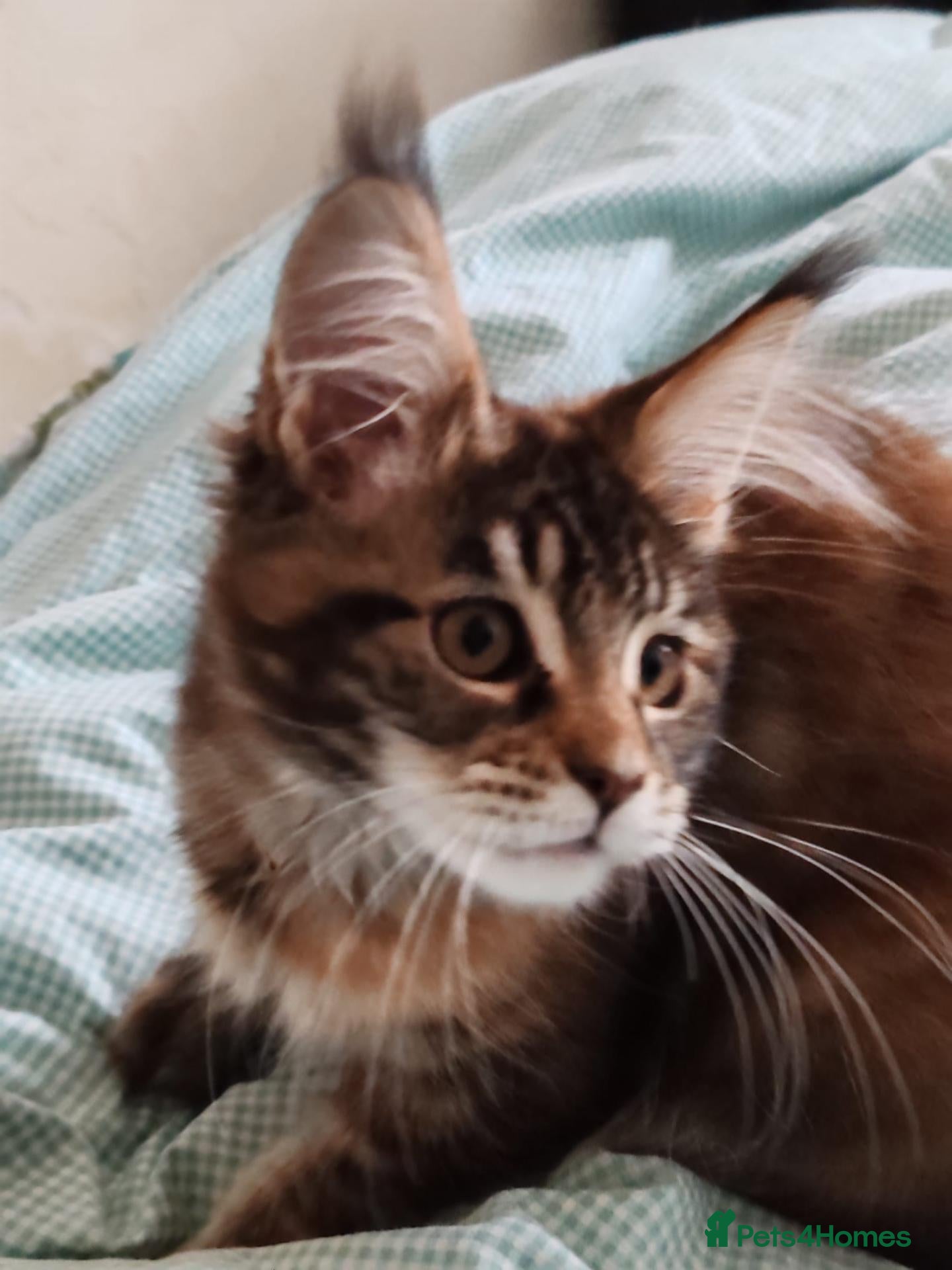 Maine Coon cats Last  girl available  - Advert 1