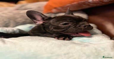 French Bulldog dogs Lovely 1 French Bulldog Girl 🐶  & 2 Boys 🐶❤️ - Advert 2