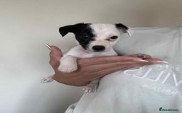 Jack Russell dogs for sale: Jack russle puppy's  - Image 3