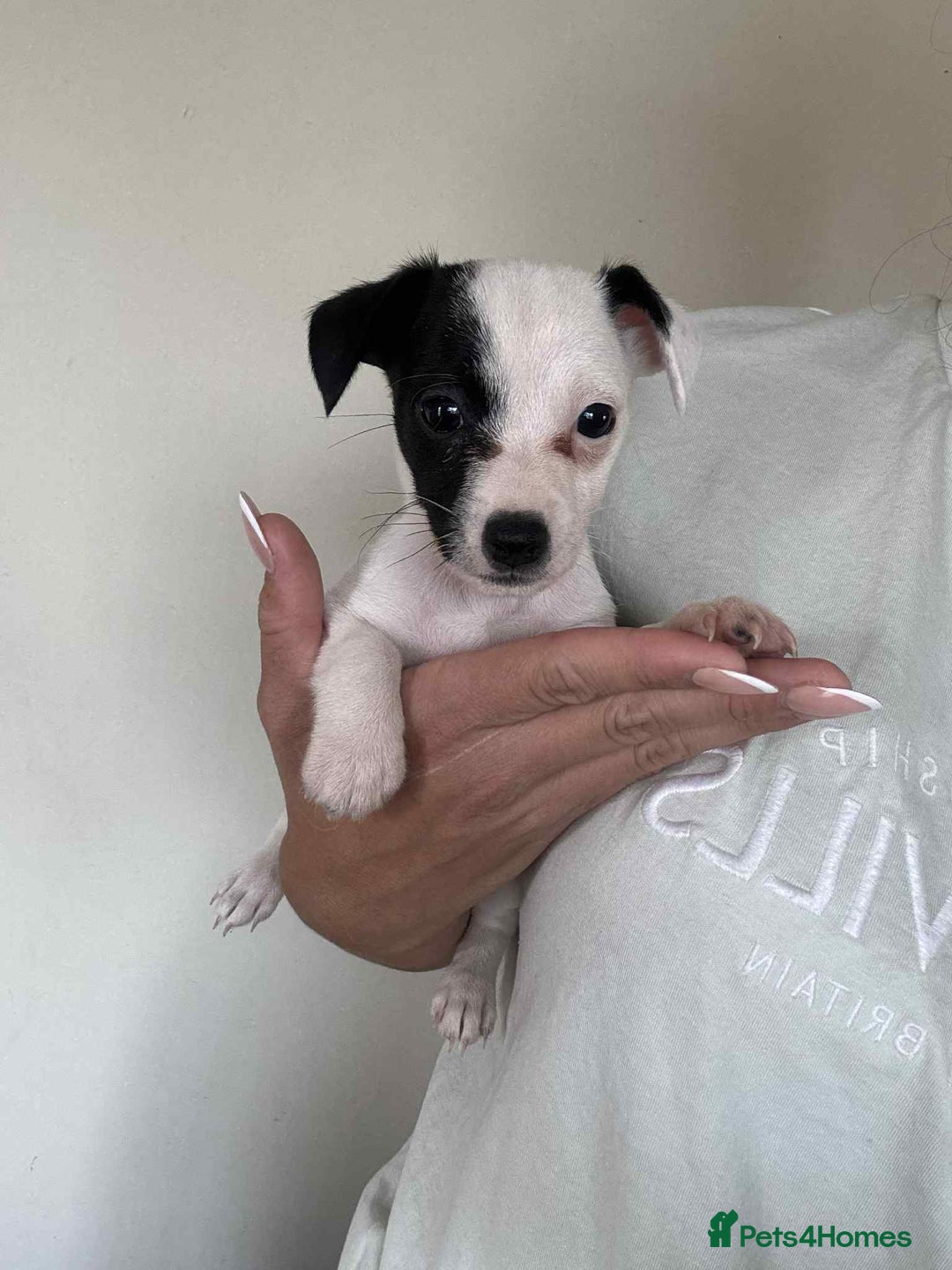 Jack Russell dogs for sale: Jack russle puppy's  - Image 3