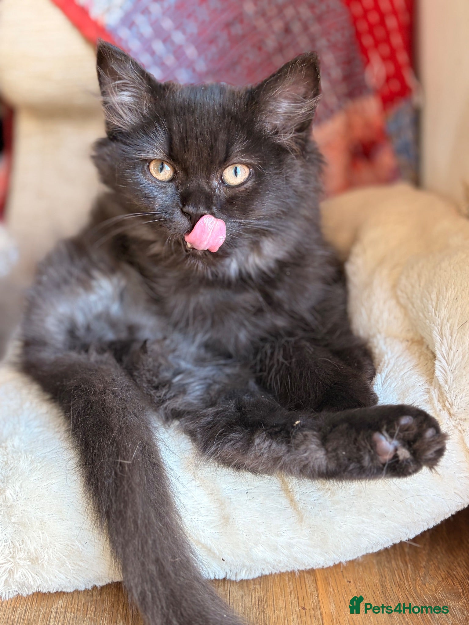 British Longhair cats Gorgeous British Long Hair X Ragdoll kittens  - Advert 2