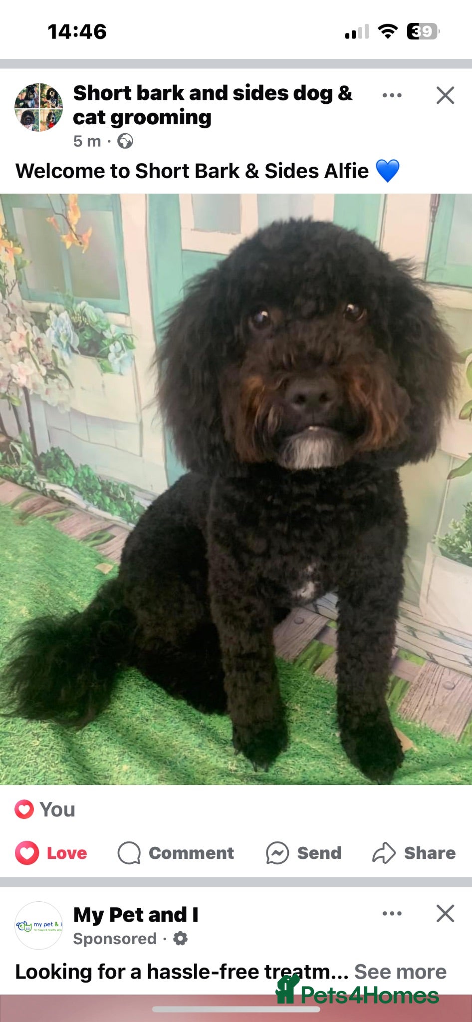 Cockapoo dogs Cockapoo - Advert 17