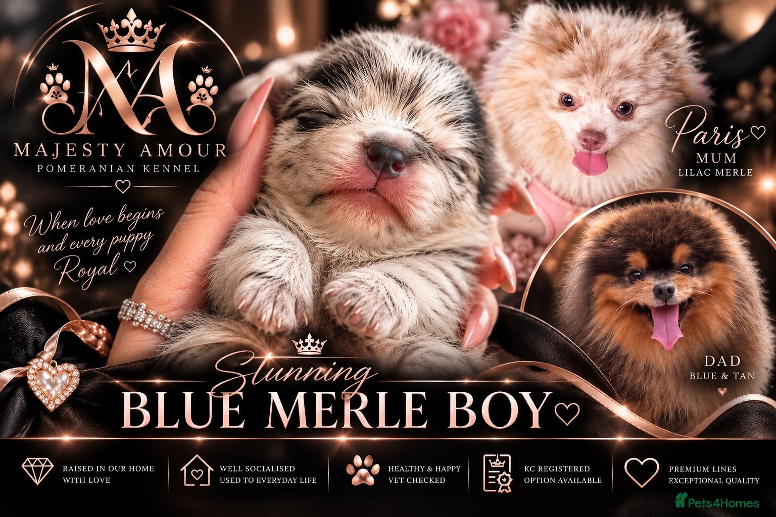 Pomeranian dogs for sale: 💙 Blue Merle Teddy Bear Pomeranian Boy 🧸 - Advert 1