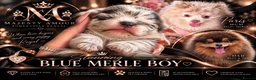 Pomeranian dogs for sale: 💙 Blue Merle Teddy Bear Pomeranian Boy 🧸 in Oldham - Advert 1