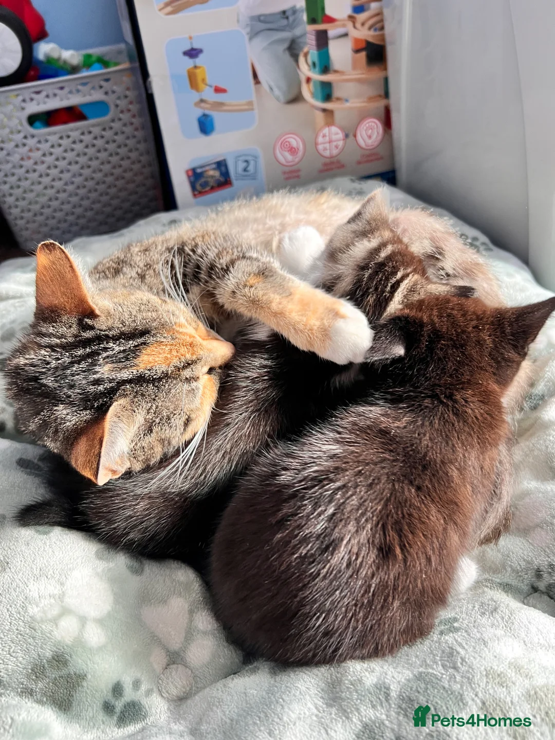 Mixed Breed cats for sale: Male Kittens for Sale £160 - Advert 2