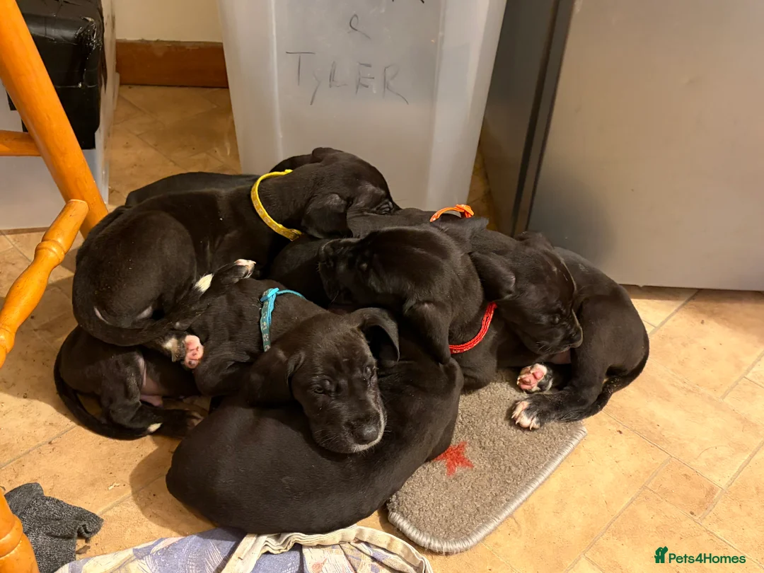 Great Dane dogs for sale: 9 Pure Bred Dane Pups  - Advert 16