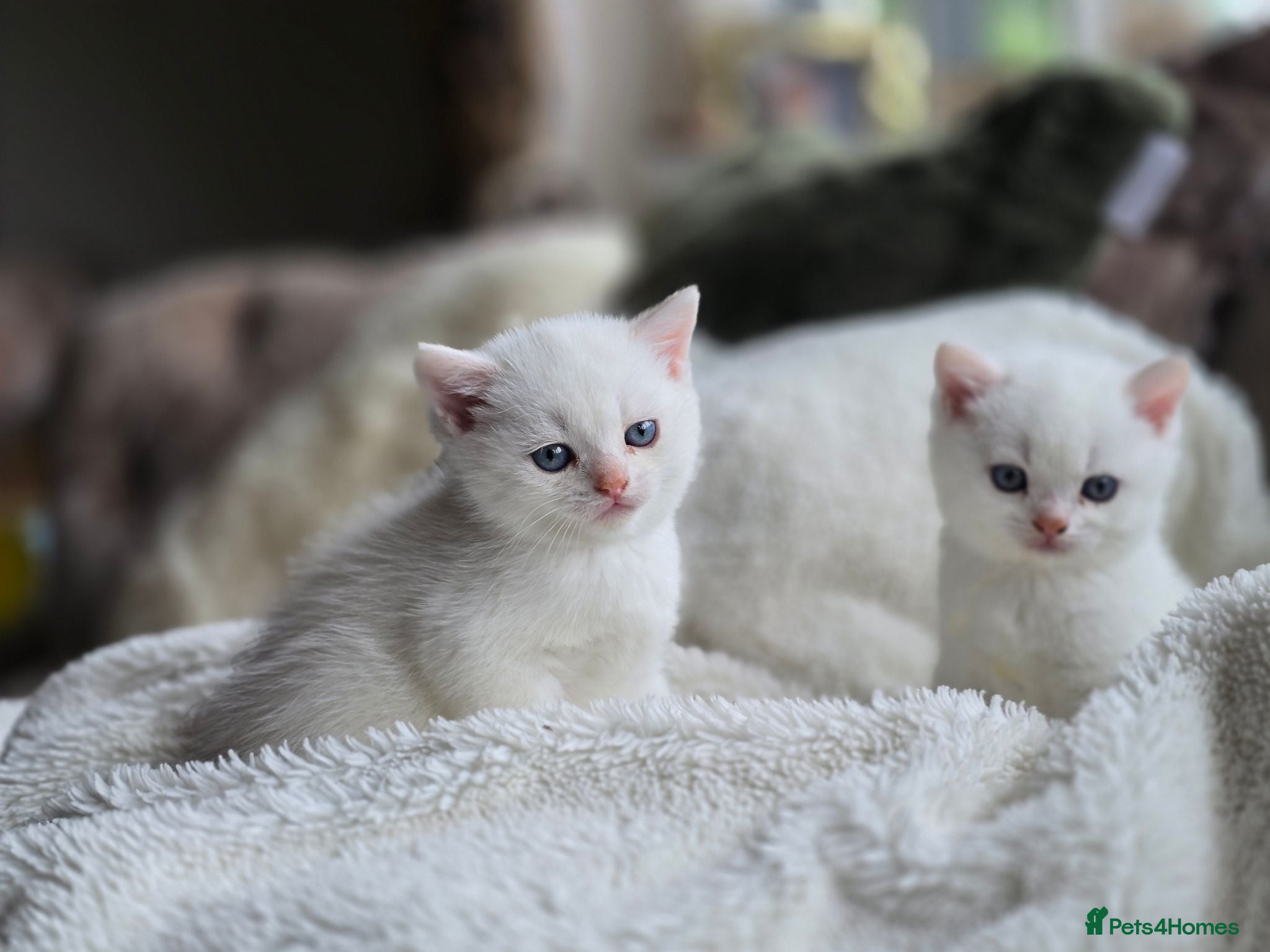 British Longhair cats Most Beautiful white British shorthair Kittens - Advert 9