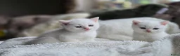 British Longhair cats for sale: Most Beautiful British Longhair Kittens - Advert 11