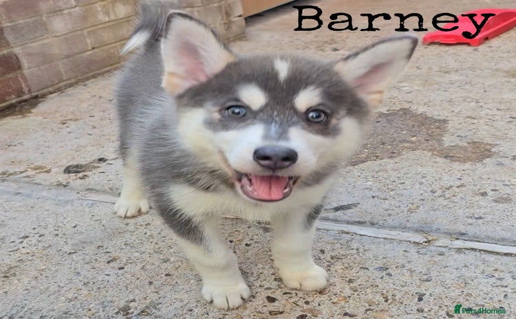 Pomsky dogs - Advert 1
