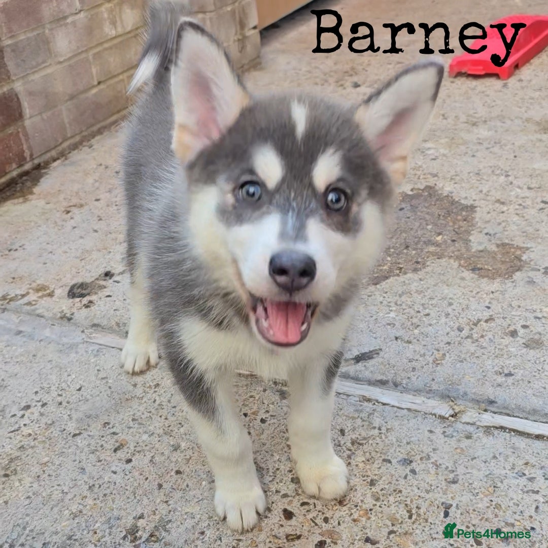 Pomsky dogs for sale: Fully Vaccinated! Ready Now! Last 2 Pomsky Puppies - Image 9