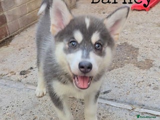 Pomsky dogs - Advert 2