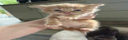 Mixed Breed cats for sale: 7 LEFT - 8 fluffy kittens for sale  - Advert 10