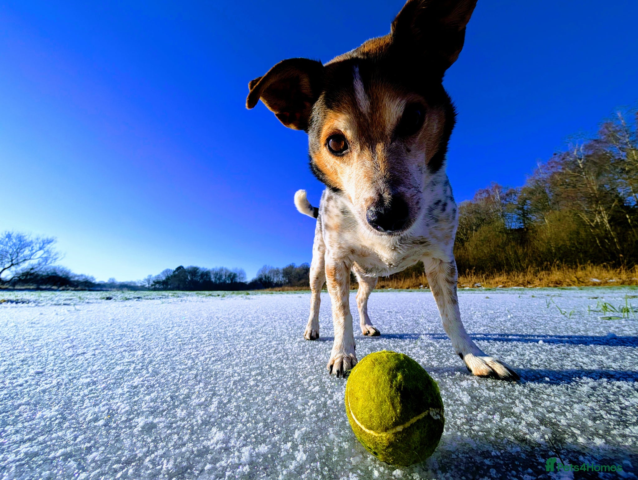 Jack Russell dogs Mr Milo diesel  - Advert 2