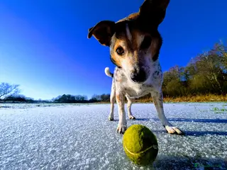 Jack Russell dogs Mr Milo diesel - Advert 1