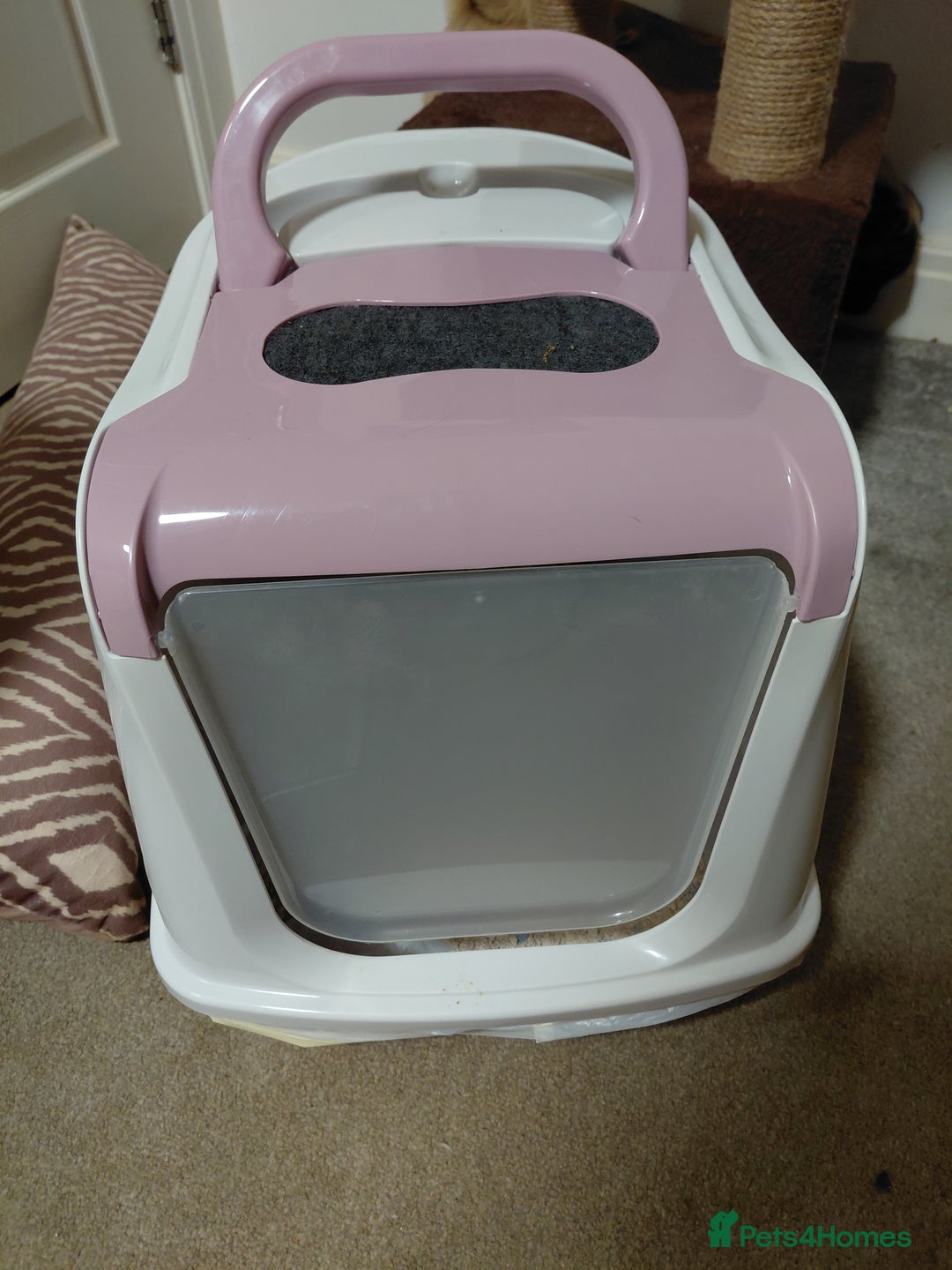 Mixed Breed cats for sale: Beautiful fluffy baby boy. - Advert 8