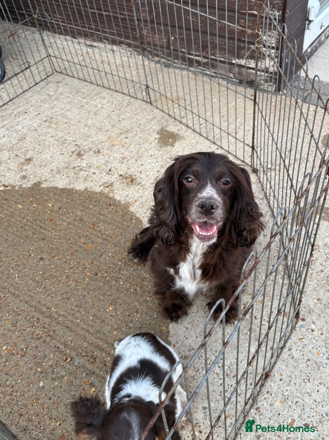 Cocker Spaniel dogs for sale: Cocker spaniel puppy  - Advert 2